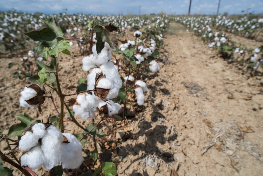 champ de coton production biologique 100 % naturelle
